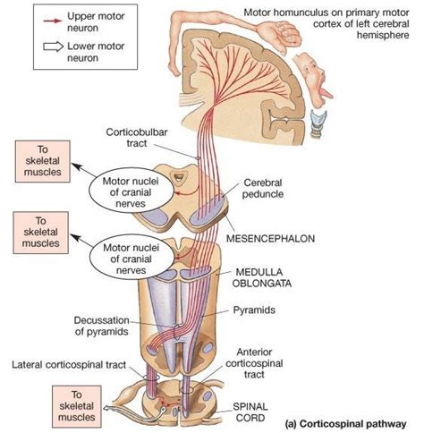 corticobulbar tract and corticospinal tracts - Google Search | Thần ...