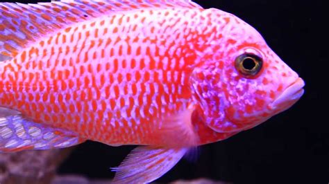 Super Colorful African Cichlid - The Dragon Blood Peacock (Aulonocara ...