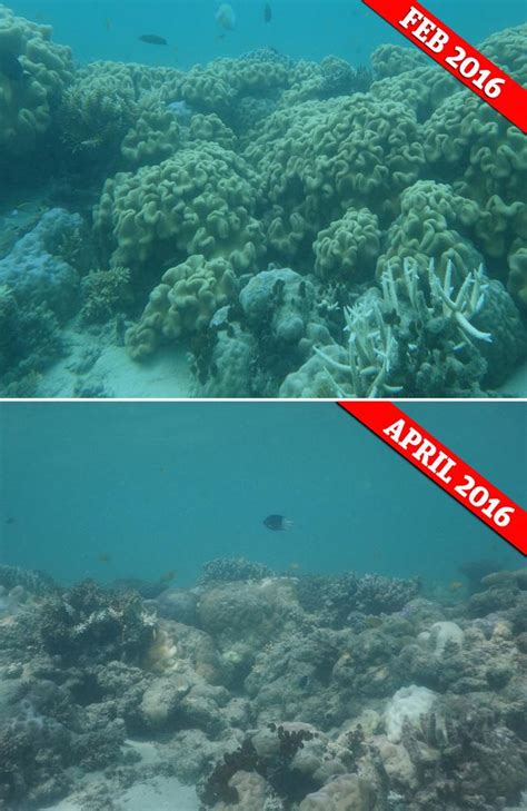 Great Barrier Reef coral bleaching: Before and after photos are ...