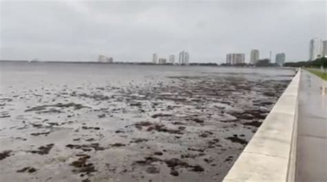 Someone Captured The Surreal Phenomenon Of Reverse Storm Surge As Tampa ...