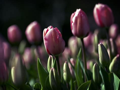 Pink Tulips field HD wallpaper | Wallpaper Flare