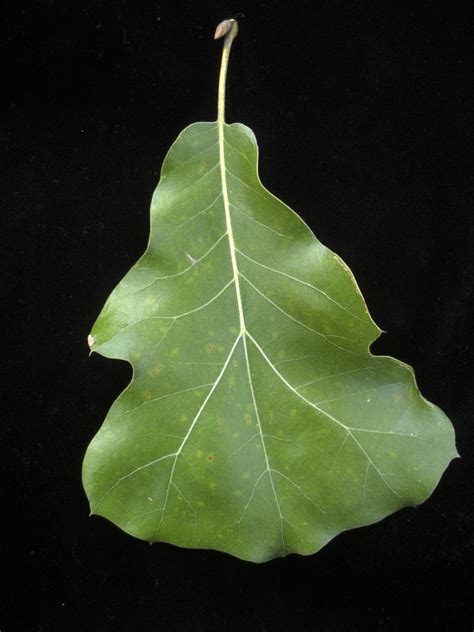 Quercus marilandica (Blackjack Oak, Oaks) | North Carolina Extension ...