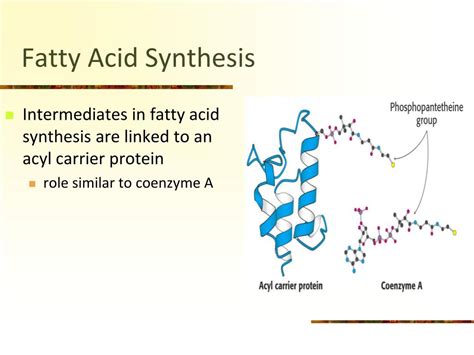 PPT - Fatty Acid Synthesis PowerPoint Presentation, free download - ID ...