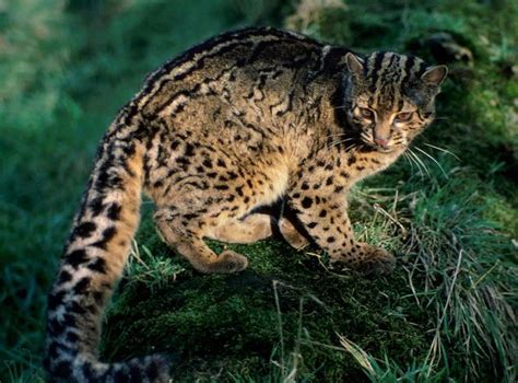 Andean mountain cat - Alchetron, The Free Social Encyclopedia