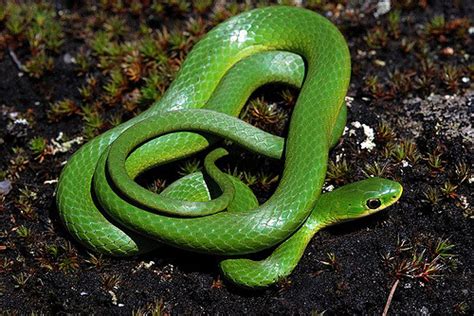 Smooth Green Snake Facts and Pictures | Reptile Fact