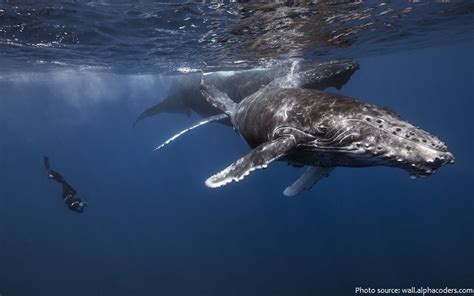 Interesting facts about humpback whales | Just Fun Facts