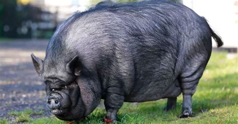 Firefighters Rescued A 420-Pound Pig From An Apartment - Small Joys