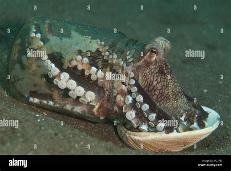 Veined octopus shell hi-res stock photography and images - Alamy