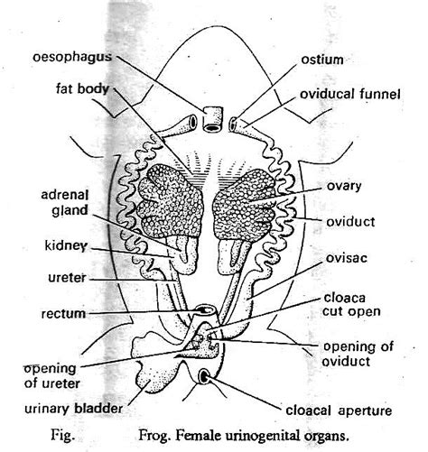 Frog Reproductive System Diagram