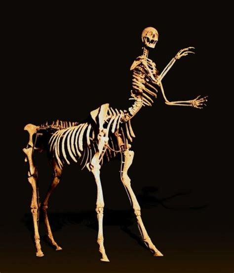 Centaur Skeleton | Animal skeletons, Centaur, Art