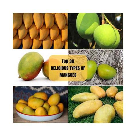 Mango Varieties Types Of Mangoes National Mango Board, 52% OFF