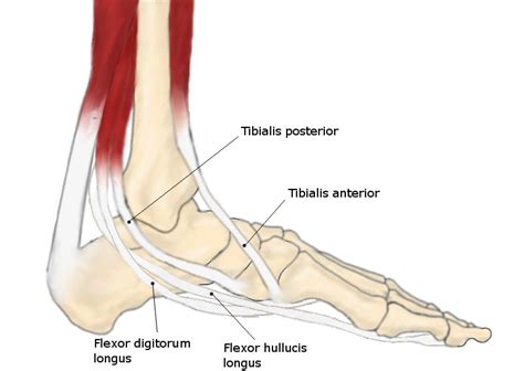 M Tibialis Posterior