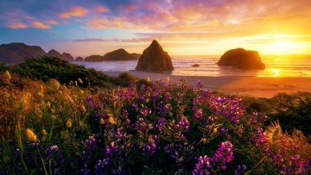 Oregon Coast Sunset - Beaches & Nature Background Wallpapers on Desktop ...