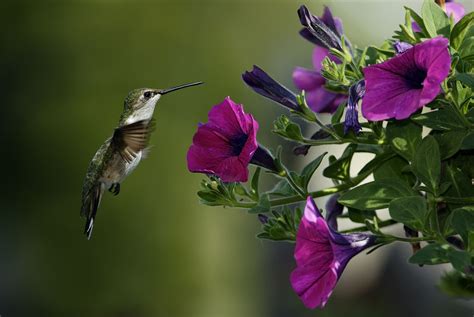 birds hummingbirds flowers petunia close-up pink kolibri | Aves de compañía, Leyenda del colibri ...