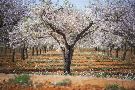 Almond Trees in Ibiza are Blossoming, WOW! - Real Estate Ibiza - Property Sales Specialist - LET ...