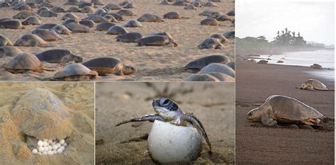 Tamil Nadu releases 1.83 lakh Olive Ridley turtle hatchlings, the highest so far - The South First