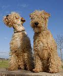 Lakeland Terrier puppies for sale - Lakeland Terrier breeders