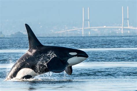 Killer whales confirm their title as ocean's apex predator