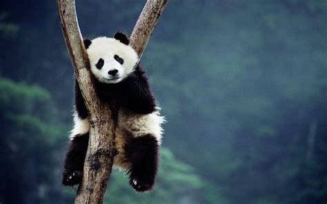 Panda Desktop Wallpapers - Top Free Panda Desktop Backgrounds ...