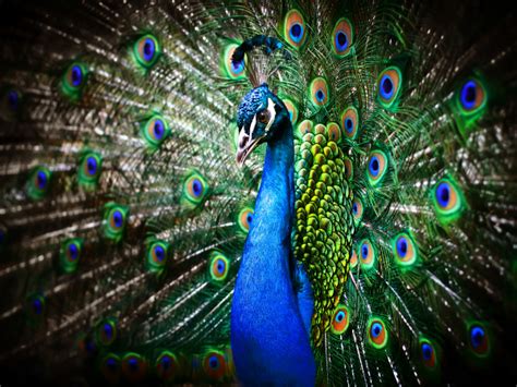 Symbolism Of Peacock Feather In Hinduism - Boldsky.com