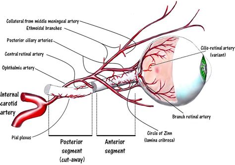 Thrombolytic Therapy for Acute Central Retinal Artery Occlusion | Stroke