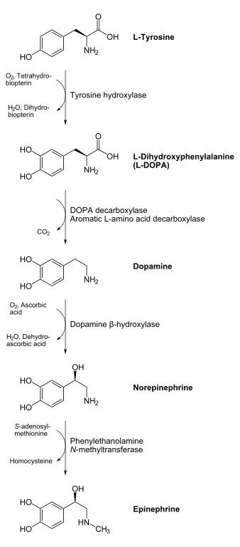 Norepinephrine Synthesis