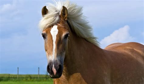 Haflinger Horse Breed Profile - Color, Temperament & Price - Helpful Horse Hints