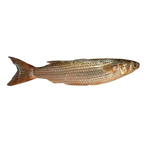 Mullet Fish (1kg) – HoPscan