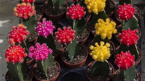 Gymnocalycium mihanovichii, características y cuidados