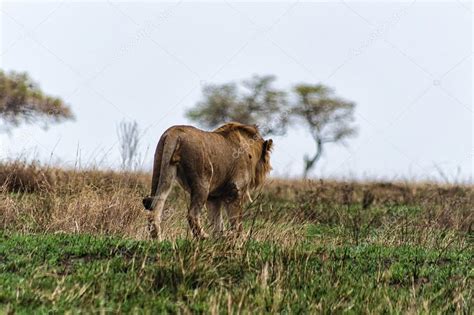 Lion Walking Away — Stock Photo © atosan #89597060