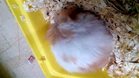 Explosion of hamster - YouTube