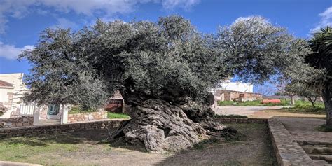 The olive tree is located in Greece and is 3500 years old | Newz