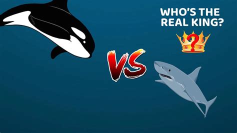 Killer Whale Vs Great White Shark Size Comparison