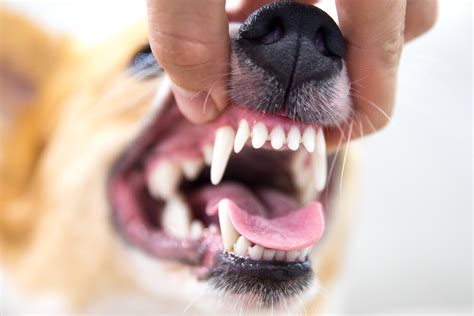 The Dangers of Canine Periodontitis - Stumps and Rumps