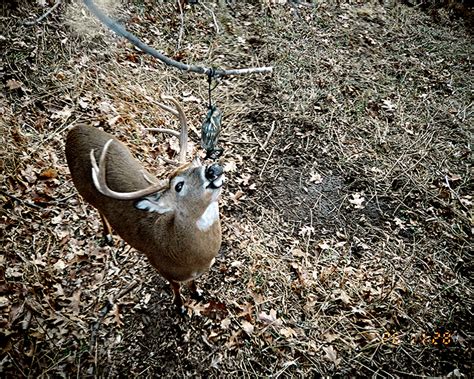 Thankful for 35 Years of Scent Science - Bowhunter