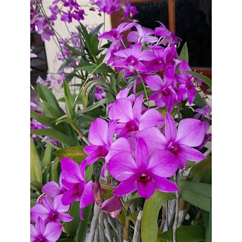 Jual Anggrek Larat ( Dendrobium phalaenopsis ) | Shopee Indonesia