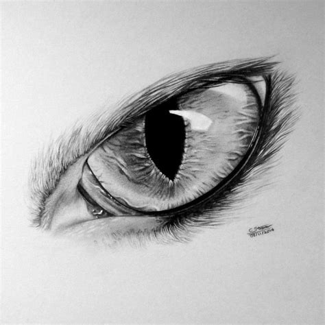 cat eyes drawing - Google Search | Augen zeichnen, Katzengesicht ...