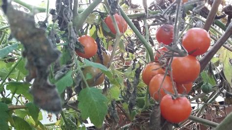 The Field: Still Harvesting Tomatoes