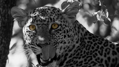 Leopard,Cat Family, What Do Leopards Eat | Science Hub 4 Kids