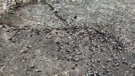 Giant swarm of flying ants spotted from space over UK | UK News | Sky News