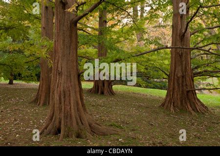 Dawn Redwood (Metasequoia glyptostroboides) grove, close-up of trunks, U.S.A., november Stock ...