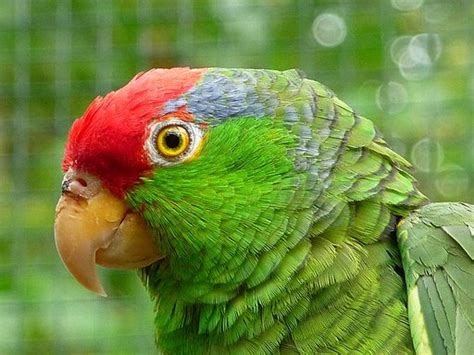 Red-Crowned Amazon Parrots Thrive in Los Angeles – Pet Birds by Lafeber Co.