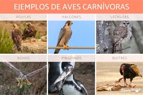 +20 Animales carnívoros - Ejemplos y características (lista CON FOTOS)