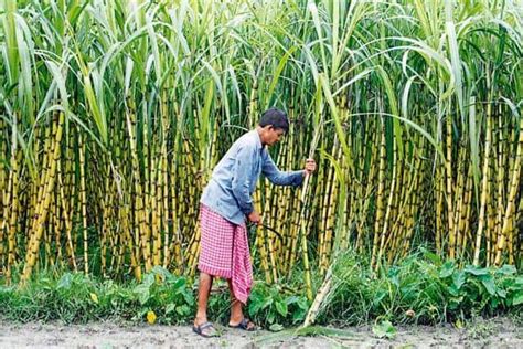 Average sugarcane yield in Karnataka sees decline on continuous irrigation