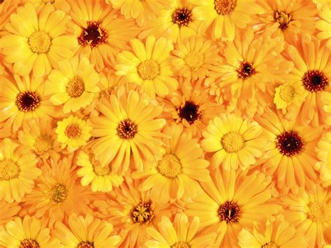 Yellow Flowers wallpaper | 1600x1200 | #51936