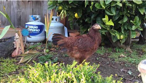 Buckeye Chicken: Eggs, Height, Size and Raising Tips