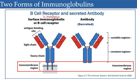 Antigens and Antibodies II Flashcards | Quizlet