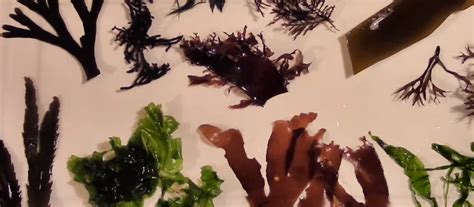 Types of Seaweed, Nutrition, Benefits, & Side-effects « Eat Algae