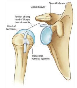 Shoulder Joint (Glenohumeral Joint) – Earth's Lab