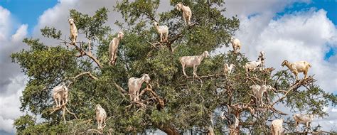 Goats in Trees